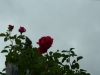 img_8677-750