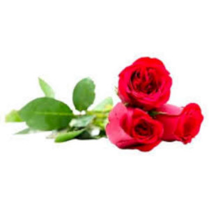 Rose-750